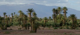 Oasi di Skoura nel deserto del Marocco